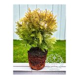 YILDIZ BOTANİK Sunkist Top Mazı Bitkisi Thuja Occidentalis Sunkist Fidanı 20-30 CM