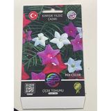 Yıldız Çadırı Çiçek Tohumu Karışık Renk - 1 Paket