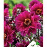 Yıldız Çiçeği Çiçek Tohumu - Dahlia (~ Takribi 30 Tohum)