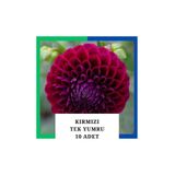 Yıldız Çiçeği (dahlia) Soğanı/yumrusu - Kırmızı 1 Yumru (10 Adet) 1027853