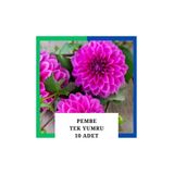 Yıldız Çiçeği (dahlia) Soğanı/yumrusu - Pembe 1 Yumru (10 Adet) 1027853