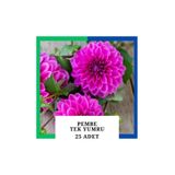 Yıldız Çiçeği (dahlia) Soğanı/yumrusu - Pembe 1 Yumru (25 Adet) 1027853