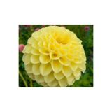 Yıldız Çiçeği (dahlia) Soğanı/yumrusu - Sarı 4-5 Yumru (3 Adet) 1027853