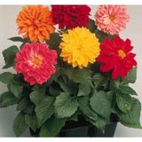 Yıldız Dahlia Çiçeği Tohumu ( Bodur Mini Çiçekli ) Karışık Renkli - 5 tohum