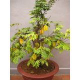 Yıldız meyvesi (Starfruit) carambola tohumu