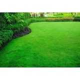 Yıldız Tohum 7 Karışım Garden Palace Çim Tohumu 500 gr - 1 Adet