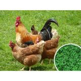 Yıldız Tohum Tavuk Yoncası Tohumu 1 kg Ak Üçgül Tohumu Bodur Yonca Süs Yoncası Trifolium Repens