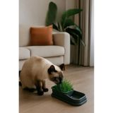 Yıldızhane Topraksız Evde Kedi Çimi Yapımı Kiti 5 Paket Tohumu Hediyeli Suda Çim Otu Yetiştirme Mama Su Kabı