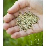 Yıldızlar Gölge Alan Çim Tohumu 1kg - 1 Adet