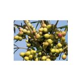 Yılmaz Fide 2 Yaş 10 Adet Tüplü Arbequina (bodur) Zeytin Fidanı 8259272583626