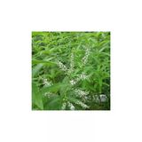 Yoğun Kokulu Aloysia Triphylla Limon Otu Çiçeği Fidanı 10-20 Cm