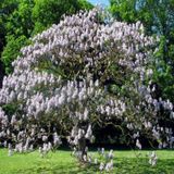 Yoğun Kokulu Beyaz Çiçekli Paulownia Fortunei Tohumu (5000 Tohum)