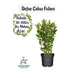 Yoğun Kokulu Defne Fidanı 30-60cm 1 Adet Saksılı/tüplü Bahçe Bitkisi Laurus Nobilis