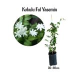Yoğun Kokulu Ful Yasemin Çiçeği Sarmaşık Bitki 30-50Cm (Jasminum Grandiflorum), SRD02102024NA77