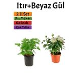 Yoğun Kokulu Itır Çiçeği+ Beyaz Gül Fidanı (15-25 Cm) Saksılı Dış Mekan Bitkileri, BTSNU2102202431
