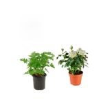Yoğun Kokulu Itır Çiçeği+ Beyaz Gül Fidanı (15-25 Cm) Saksılı Dış Mekan Bitkileri, SRD04022025BYB490