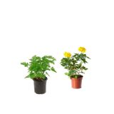 Yoğun Kokulu Itır Çiçeği+ Sarı Gül Fidanı Saksılı (15-25 Cm) Dış Mekan Bitkileri, BTSNU2102202420