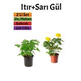 Yoğun Kokulu Itır Çiçeği+ Sarı Gül Fidanı Saksılı (15-25 Cm) Dış Mekan Bitkileri, SRD04022025BYB483