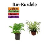 Yoğun Kokulu Itır Çiçeği(10-20 Cm)+ Kurdela (5-10 Cm) Dış Mekan Bitkisi, BTSNU2102202402