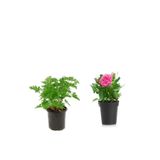 Yoğun Kokulu Itır + Pembe Gül Fidanı (10-15 Cm) Saksılı Dış Mekan Bitkileri, BTSNU2102202403
