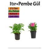 Yoğun Kokulu Itır + Pembe Gül Fidanı (10-15 Cm) Saksılı Dış Mekan Bitkileri, SRD04022025BYB459