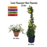 Yoğun Kokulu İzmir Yasemini+Sarı Yasemin Fidanı 2'li Bahçe Bitki Seti, SRD04022025BYB512