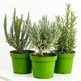 Yoğun Kokulu Kekik Nane Itır Fidanı 3 Lü Set 10-20 cm Aromatik Bitki Seti