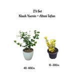 Yoğun Kokulu Klasik Yasemin Çiçeği+Altuni Taflan Çit Bitkisi 2'li Set Bahçe Bitkileri, BTS0001NA1337