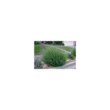 Yoğun Kokulu (Lavandula X Intermedia), Saksıda Lavanta Fidanı