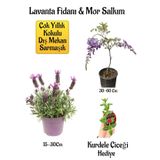 Yoğun Kokulu Lavanta+Kokulu Mor Salkım Ağacı Fidanı Buz Çiçeği Hediyeli Bahçe Seti