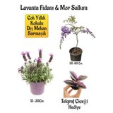 Yoğun Kokulu Lavanta+Kokulu Mor Salkım Ağacı Fidanı Telgraf Çiçeği Hediyeli Bahçe Seti