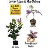 Yoğun Kokulu Leylak Ağacı Fidanı+Mor Salkım Ağacı Fidanı Telgraf Çiçeği Hediyeli Peyzaj Seti