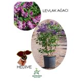 Yoğun Kokulu Leylak Çiçeği Fidanı 1 Adet Saksılı (30-60Cm)+Yaprak Güzeli, GRB080624NA22