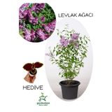 Yoğun Kokulu Leylak Çiçeği Fidanı 1 Adet Saksılı (30-60Cm)+Yaprak Güzeli, GRB080624NA23