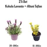 Yoğun Kokulu Mor Renk Lavanta Fidanı+Altuni Taflan Çit Bitkisi 2'li Set Bahçe Bitkisi