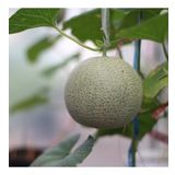 Yoğun Kokulu Mühürlü Kavun Tohumu (10 gram)