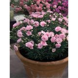 Yoğun Kokulu Şeker Pembe Karanfil Çiçeği Bodur Tür 15-25CM Pink Dianthus