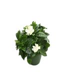 Yoğun Mis Kokulu Gardenya Çiçeği Sevgililer Gününe Özel Buz Çiçeği Hediyeli, SRD30012025BYB668