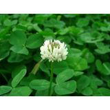 Yonca Ak Üçgül Trifolium Repens Tohumu 1 KG İthal