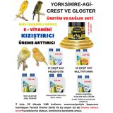 Yorkshire Agi Crest Gloster Kuşları Üreme Dönemi Ve Sağlık Seti Bol Yavru Yüksek Verim
