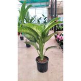 YSR HOME 🌿 Difembahya Salon Bitkisi 70-90 cm – Canlı, Hava Temizleyici, Dekoratif Ev Bitkisi 🌿