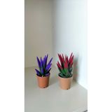 YSR HOME Kadife Kaplama Sukulent İkili Kırmızı ve Mor 5.5 cm Saksıda Ev,Ofis,Salon Bitkisi