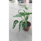 YSR HOME 🌿 Monstera Monkey Mask (Deve Tabanı) 25-50 cm – Canlı, Dekoratif, Hava Temizleyen Bitki 🌿