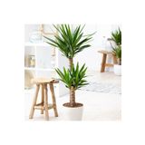 Yucca Bitkisi 2 Gövdeli Yuka Bitkisi Avize Çiçeği 80 100 cm Ev Salon Bitkisi