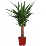 Yucca Tohumu 3 Tohum Avize Çiçeği Tohumu + Süpriz Hediye Tohum