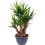 Yucca Tohumu Ekim Seti 3 Tohum Avize Çiçeği + Saksı + Toprak