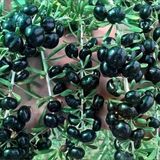 Yüksek Antioksidan Değerine Sahip Soğuklara Dayanıklı Nadir Siyah Goji Berry Fidanı Seneye Meyve Verir Durumunda