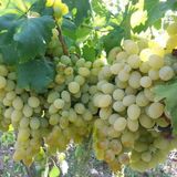 Yüksek Aromalı Sofralık Kurutmalık Besni Üzüm Fidanı