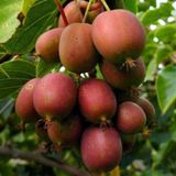 Yüksek Aromalı Soğuklara Dayanıklı Actinidia Arguta Geneva Kırmızı Kivi Fidanı