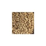 Yulaf Tohumu 1 Kg Ilaçsız Yulaf Tohumu Doğal Yulaf Tohumu Yemlik Yulaf Tane Yulaf Dane Yulaf